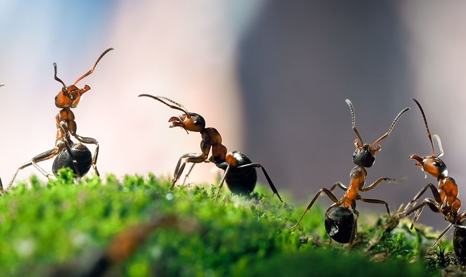 S toplijim vremenom stižu nam i mravi – Evo kako da ih na prirodan način istjerate iz kuće