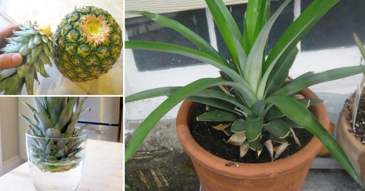 Dašak egzotike u vašem domu: Kako uspješno uzgojiti ananas u saksiji? (VIDEO)