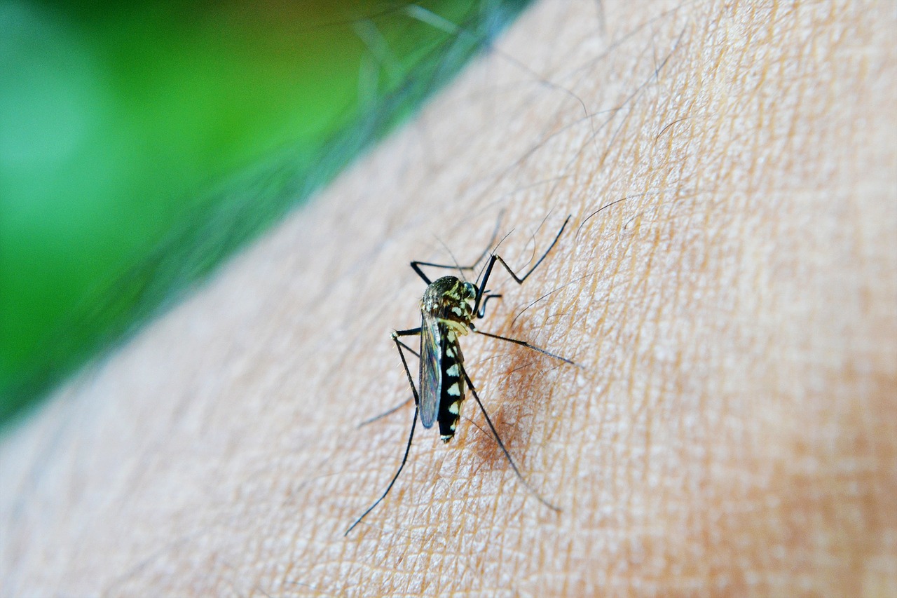 Limunom protiv komaraca – učinkovit spas!