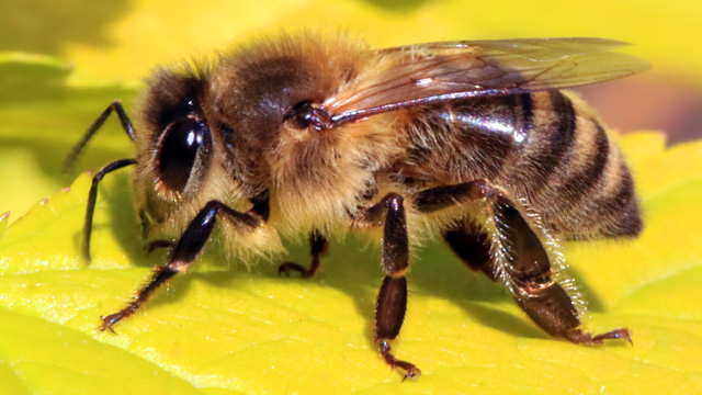 Ovo su najgora mjesta na tijelu gdje vas može ubosti pčela