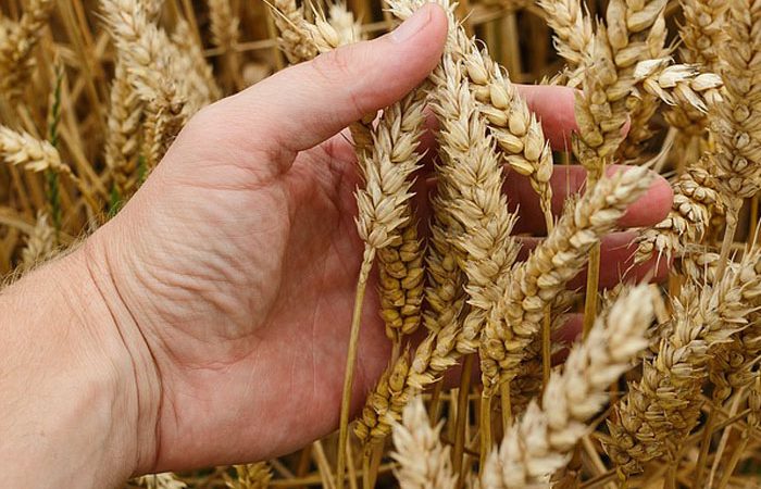 Cijene gnojiva rastu bez kontrole a to prijeti svjetskom snabdijevanju hranom