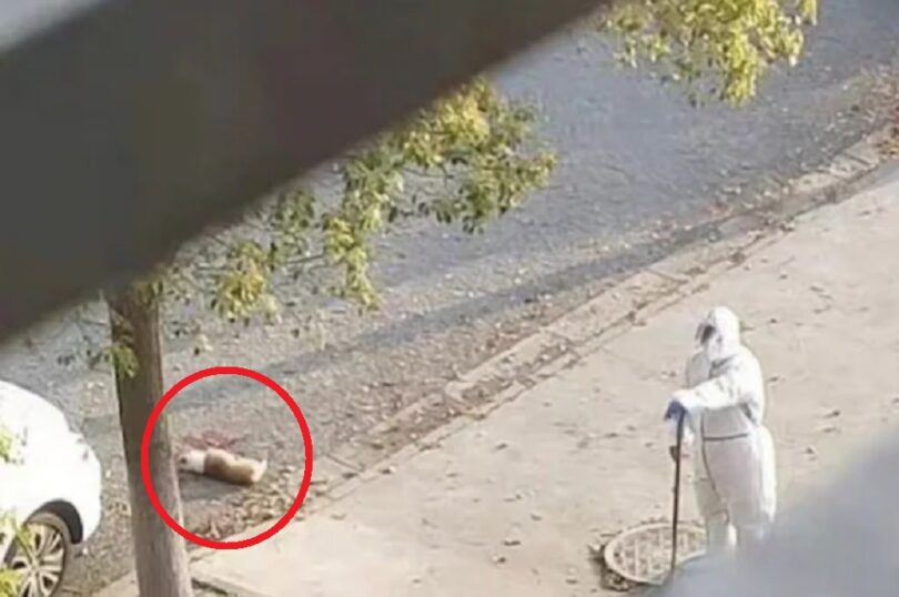 Zdravstveni radnik u Šangaju na smrt je pretukao psa na sred ulice nakon što mu je vlasnik odveden u Kovid logor (VIDEO)