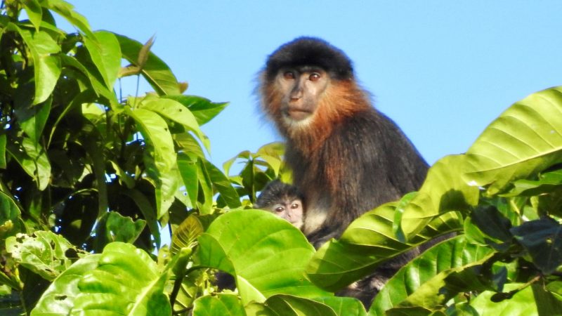 Organizacija NTI  SPREMALA SE za izbijanje majmunskih boginja 2021.