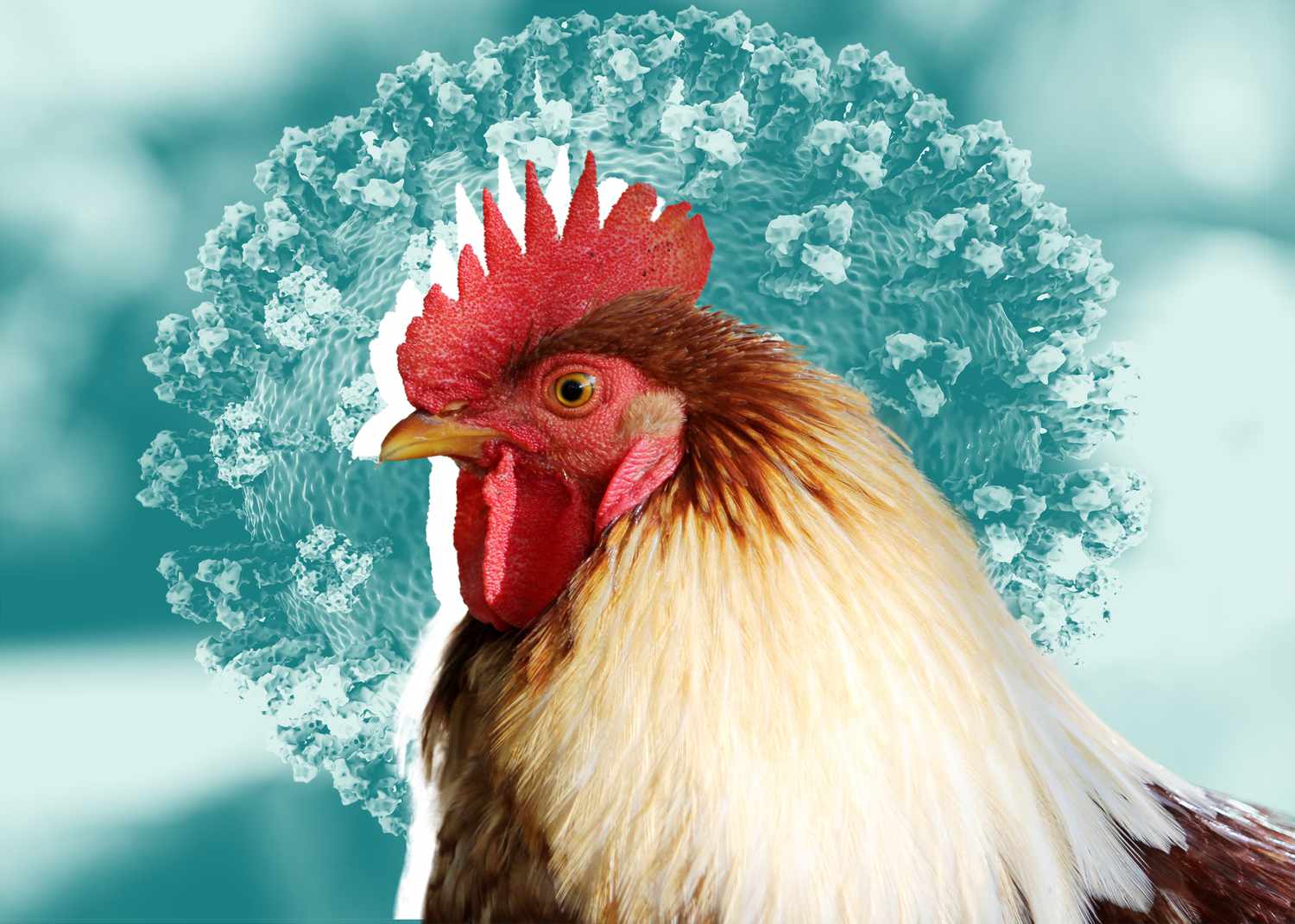 Slijedi li PLANDEMIJA 2.0: Priprema se nova mRNK vakcina, ALI sada protiv Ptičje gripe!