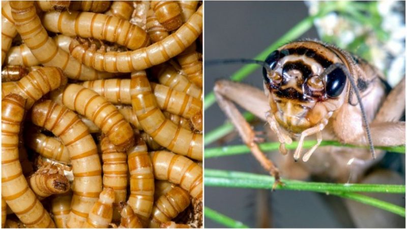 Pametan potez: Mađarska i Italija zabranjuju hranu od insekata na policama sa normalnom hranom!