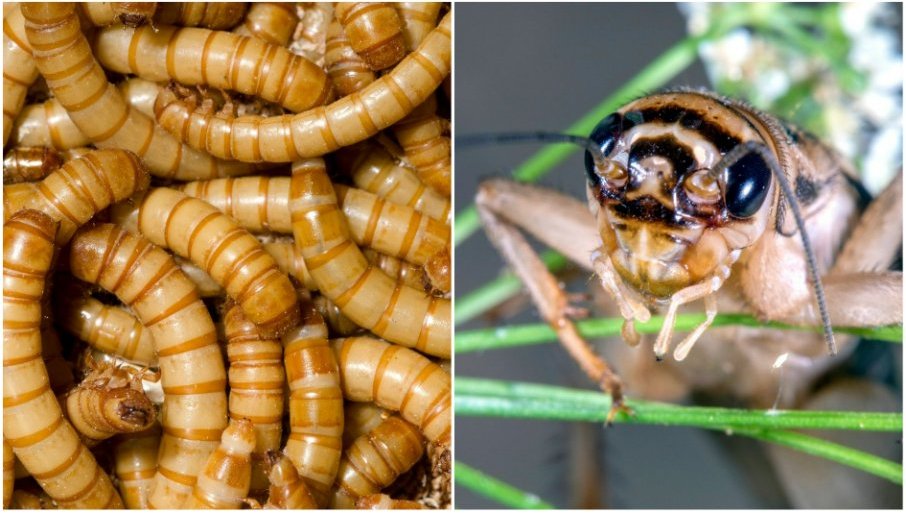 Pametan potez: Mađarska i Italija zabranjuju hranu od insekata na policama sa normalnom hranom!
