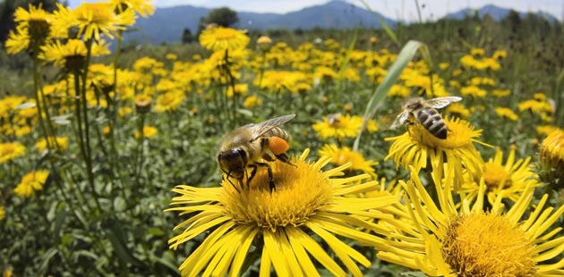 Gottes Rezept, das nur Bienen kennen: Honig als eines der besten Lebensmittel unseres Planeten