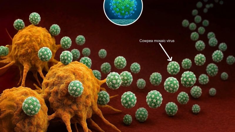 Pflanzenvirus als Hoffnungsträger: Wie das Kuhbohnenmosaikvirus das Immunsystem gegen Krebs trainieren könnte