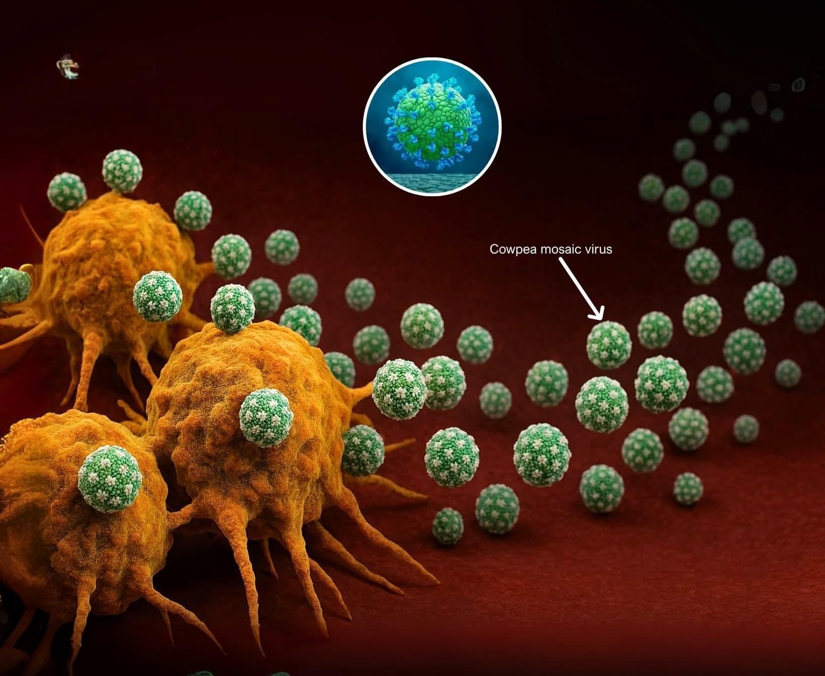 Pflanzenvirus als Hoffnungsträger: Wie das Kuhbohnenmosaikvirus das Immunsystem gegen Krebs trainieren könnte
